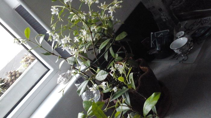 20160414_195657 - Star jasmine 2016