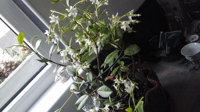 20160414_195723 - Star jasmine 2016