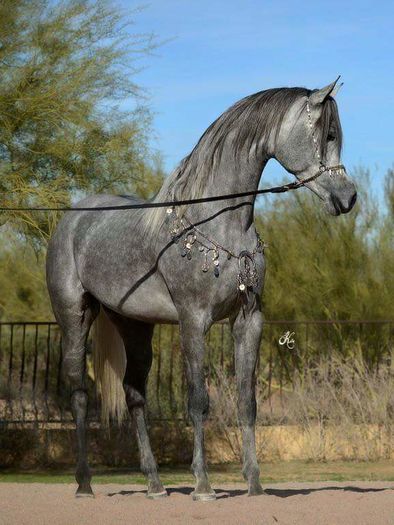 FB_IMG_1460580997942 - C Pentru cei care le plac aceste animale