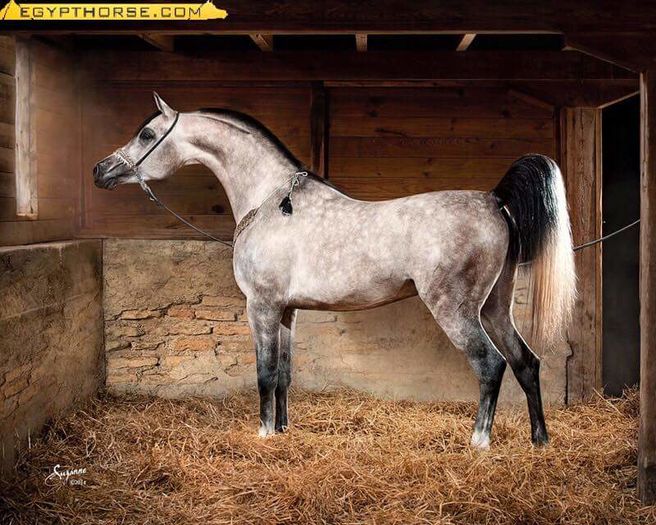 FB_IMG_1460581038844 - C Pentru cei care le plac aceste animale