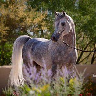 FB_IMG_1460581019222 - C Pentru cei care le plac aceste animale