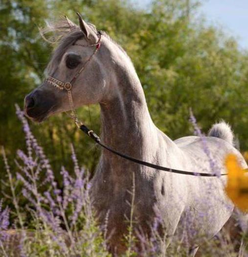 FB_IMG_1460581015034 - C Pentru cei care le plac aceste animale