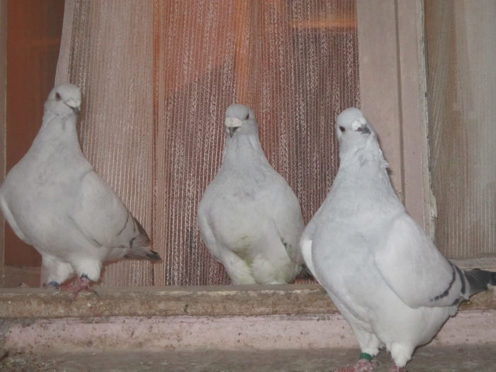 HATTRIK; F 2012- F 2012 -F 2013
