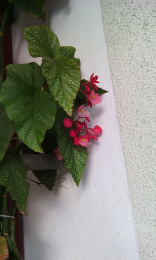 IMG_20160414_182817[1] - begonia lucernae