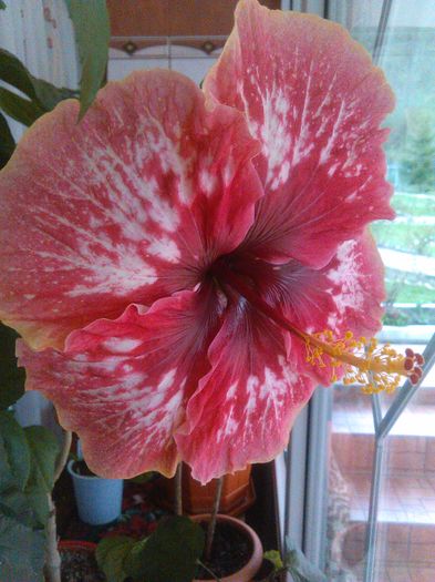 IMG_20160414_164020 - Hibiscus Lily Torbert