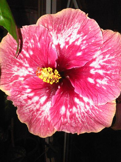 IMG_20160414_201432 - Hibiscus Lily Torbert