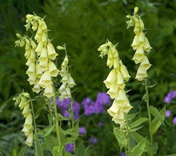 Digitalis grandiflora Dwarf Carillion