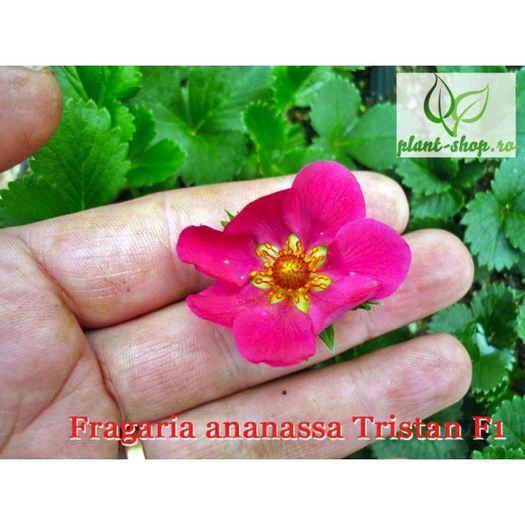 fragaria-ananassa-tristan-f1