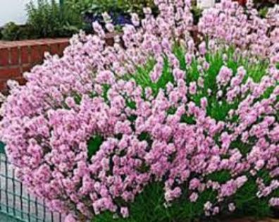 Lavandula angustifolia Ellagance Pink