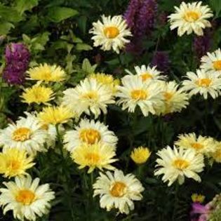 Leucanthemum maximum Banana Cream LIPSA!!!