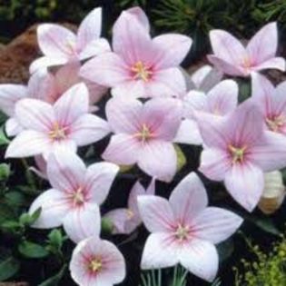 Platycodon grandiflora Astra Rose