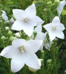 Platycodon grandiflora Astra White