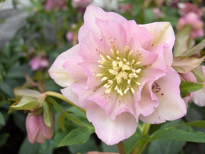 Helleborus dublu ellen pink