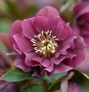 Helleborus dublu ellen red