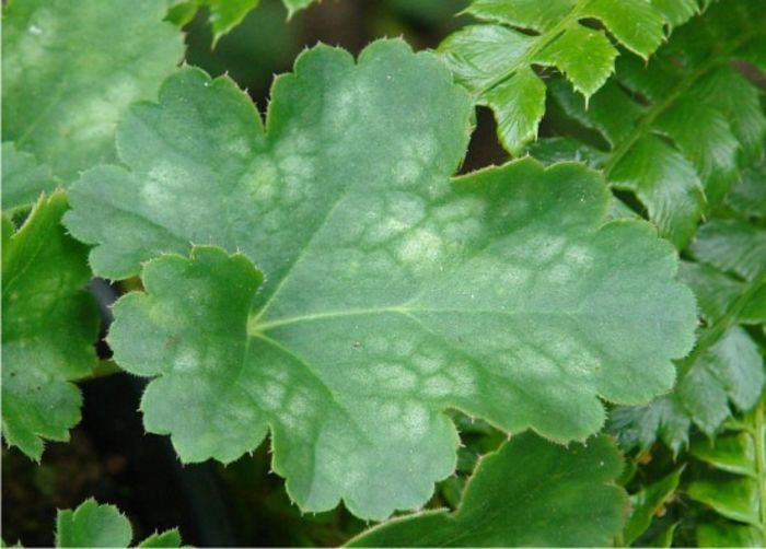 heuchera brizoides pluie de feu