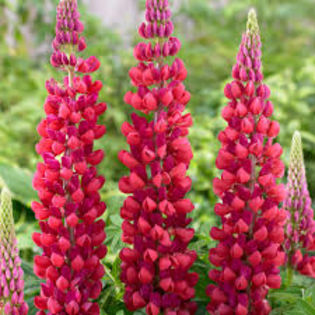 lupin red