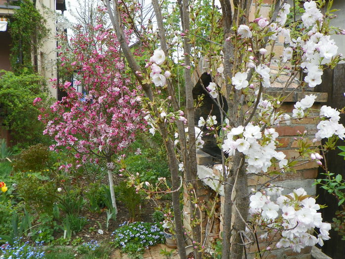 prunus Amanogawa si malus Rudolph - Copacei si arbusti 2016