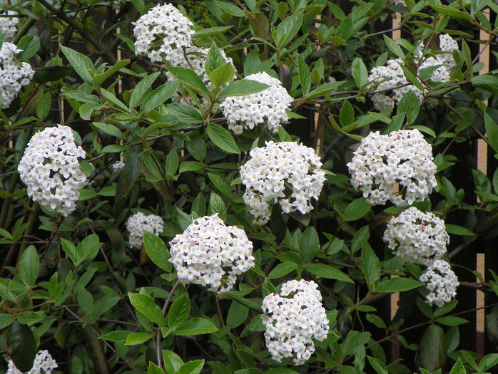 viburnum burkwoodii - Copacei si arbusti 2016