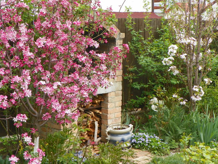 malus Rudolph si prunus Amanogawa - Copacei si arbusti 2016