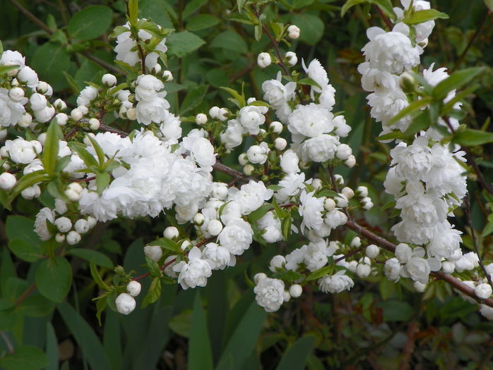 prunus gland. Alba Plena