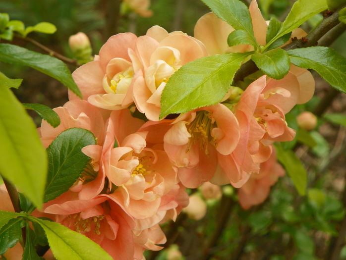 chaenomeles Cameo