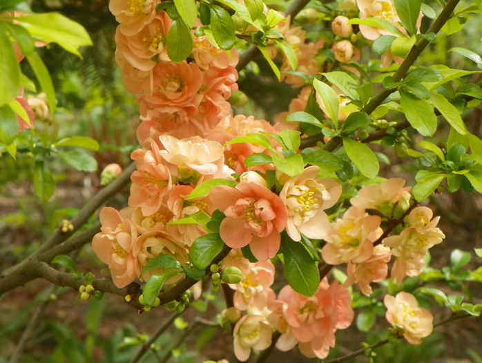 chaenomeles Cameo