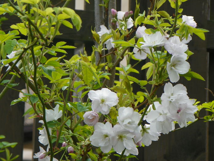 prunus Amanogawa 2