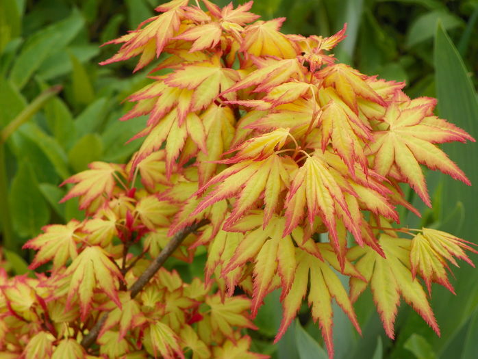 acer palmatum Katsura