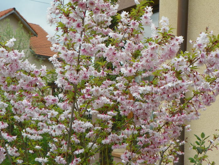 prunus incisa Oshidori