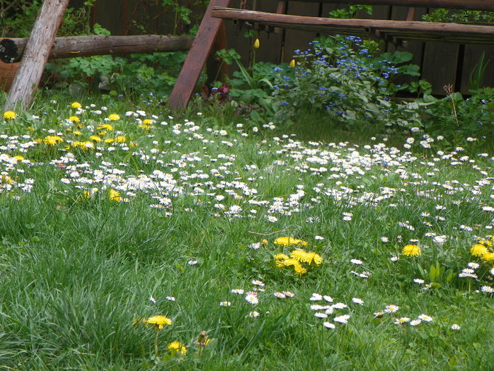 14 apr (46) - Gradina 2016