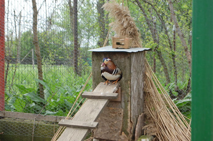 DSC_0330 - Rata Mandarin - Aix galericulata