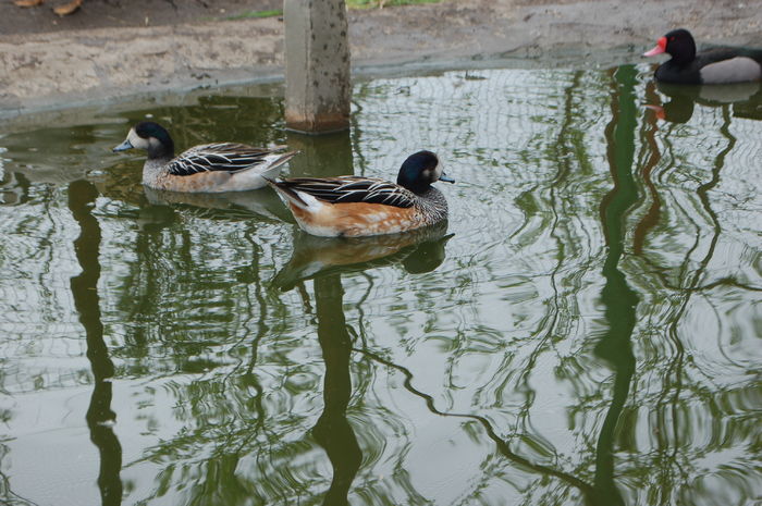 DSC_0346 - Rata Fluieratoare de Chile - Anas sibilatrix