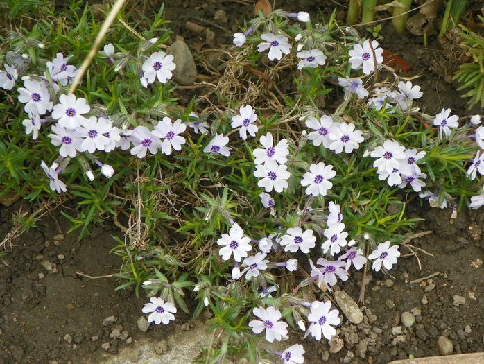 Bavaria - Phlox 2016