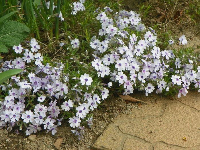 Bavaria - Phlox 2016