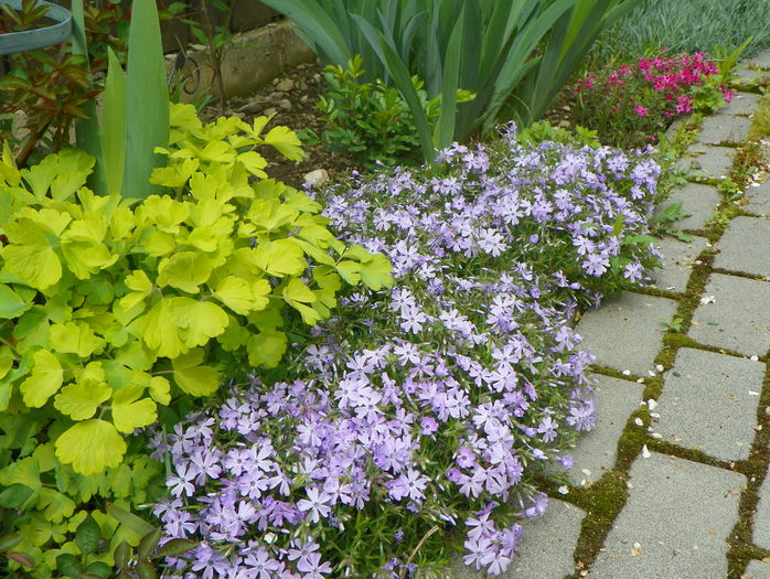 Emerald Cushion Blue - Phlox 2016