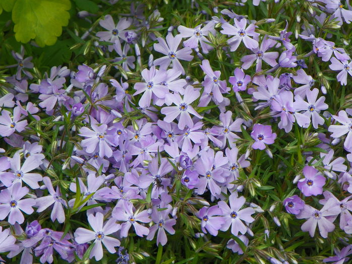 Emerald Cushion Blue - Phlox 2016