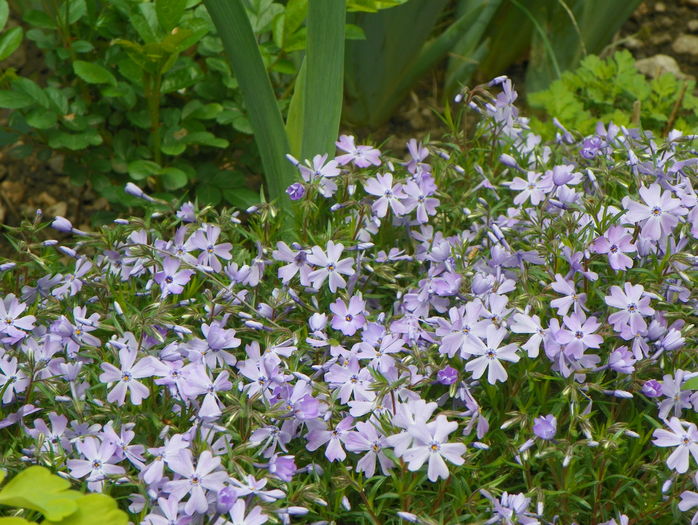 Emerald Cushion Blue