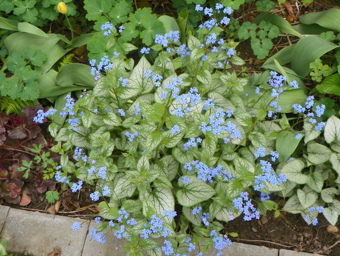 brunnera Silver Wings