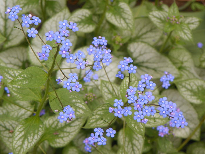brunnera Silver Wings
