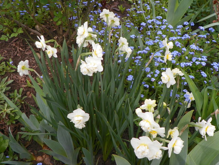 narcise Cheerfulness