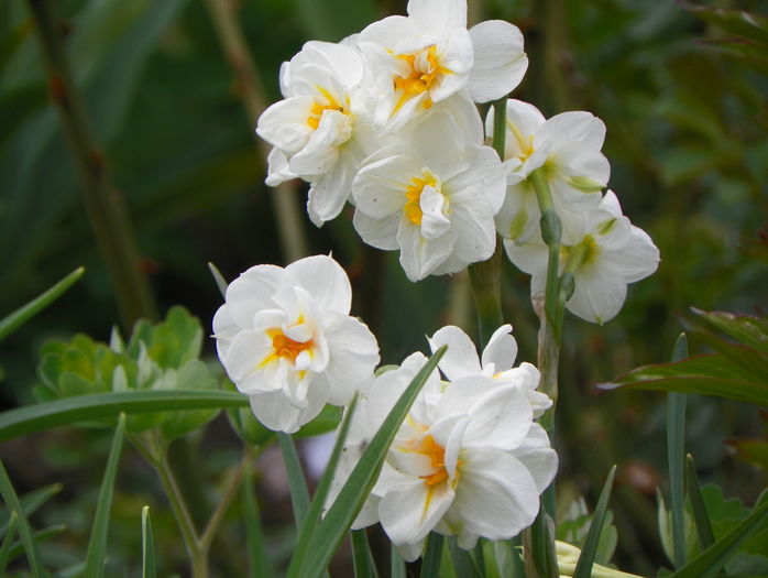 narcise Winston Churchill