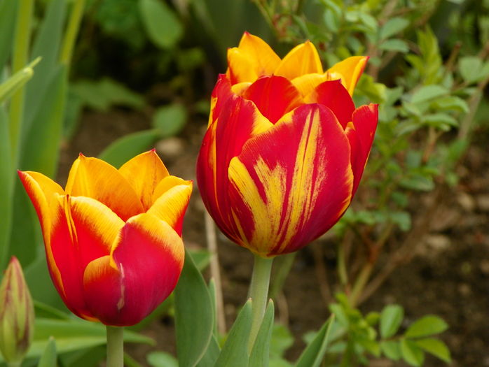 14 apr (43) - Primavara 2016