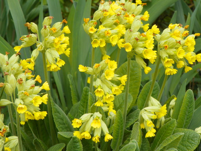 primula officinalis - Primavara 2016