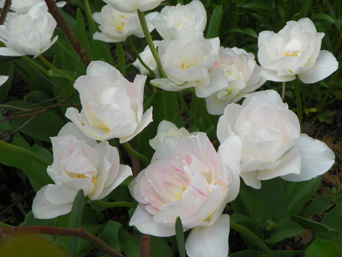 lalele Angelique - Primavara 2016