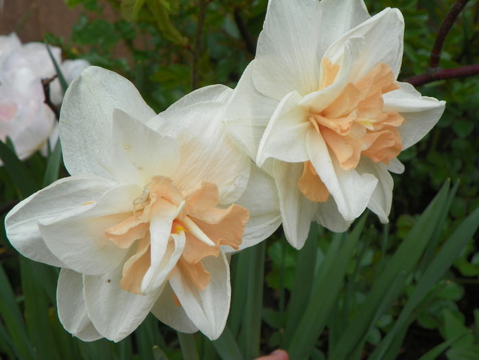 narcise Replete - Primavara 2016