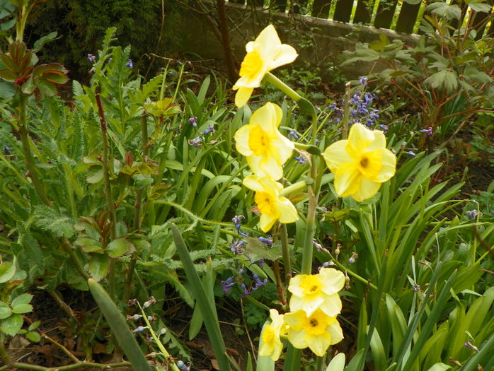 narcise Grand Soleil dOr - Primavara 2016