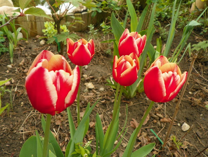 14 apr (74) - Primavara 2016