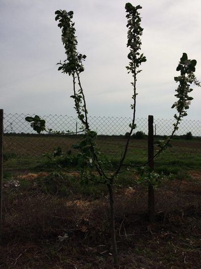 cred ca e mar wiliams pride; sunt f timpurii, mij de iulie, dar ca aroma, si gust nu am cuvinte, putine mere se pot lauda cu asa ceva, mai ales ca este un mar de vara, un super mar, recomand
