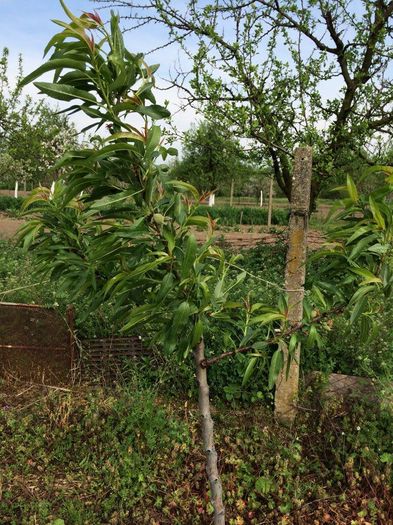 migdal, nu mai stiu soiul,ceva de la Sarusi; anul 2, are si migdale:)
