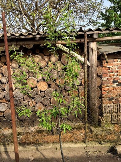 par untoasa de geoagiu